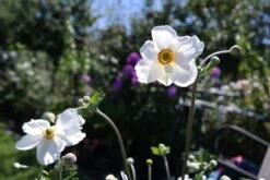 Japan-Herbst-Anemone 'Honorine Jobert' -Günstiges Erd Seele Geschäft japan herbst anemone honorine jobert m001564 476369 0