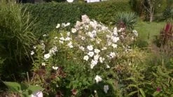 Japan-Herbst-Anemone 'Honorine Jobert' -Günstiges Erd Seele Geschäft japan herbst anemone honorine jobert m001564 833365 0