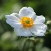 Japan-Herbst-Anemone 'Honorine Jobert' -Günstiges Erd Seele Geschäft japan herbst anemone honorine jobert m001564 h 0