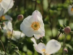 Japan-Herbst-Anemone 'Honorine Jobert' -Günstiges Erd Seele Geschäft japan herbst anemone honorine jobert m001564 w 0