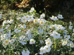 Japan-Herbst-Anemone 'Honorine Jobert' -Günstiges Erd Seele Geschäft japan herbst anemone honorine jobert m001564 w 1