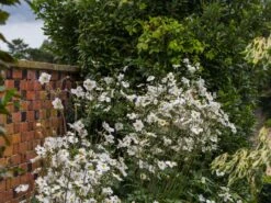 Japan-Herbst-Anemone 'Honorine Jobert' -Günstiges Erd Seele Geschäft japan herbst anemone honorine jobert m001564 w 2