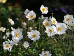 Japan-Herbst-Anemone 'Honorine Jobert' -Günstiges Erd Seele Geschäft japan herbst anemone honorine jobert m001564 w 3