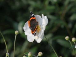 Japan-Herbst-Anemone 'Honorine Jobert' -Günstiges Erd Seele Geschäft japan herbst anemone honorine jobert m001564 w 4