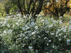 Japan-Herbst-Anemone 'Honorine Jobert' -Günstiges Erd Seele Geschäft japan herbst anemone honorine jobert m001564 w 5