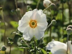 Japan-Herbst-Anemone 'Honorine Jobert' -Günstiges Erd Seele Geschäft japan herbst anemone honorine jobert m001564 w 6