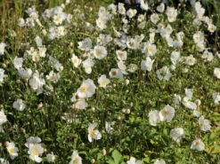 Japan-Herbst-Anemone 'Honorine Jobert' -Günstiges Erd Seele Geschäft japan herbst anemone honorine jobert m001564 w 7