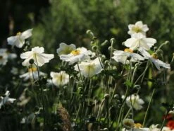 Japan-Herbst-Anemone 'Honorine Jobert' -Günstiges Erd Seele Geschäft japan herbst anemone honorine jobert m001564 w 8