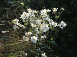 Japan-Herbst-Anemone 'Honorine Jobert' -Günstiges Erd Seele Geschäft japan herbst anemone honorine jobert m001564 w 9