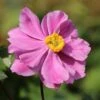 Japan-Herbst-Anemone 'Königin Charlotte' -Günstiges Erd Seele Geschäft japan herbst anemone koenigin charlotte m010934 h 0