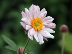 Japan-Herbst-Anemone 'Königin Charlotte' -Günstiges Erd Seele Geschäft japan herbst anemone koenigin charlotte m010934 w 2