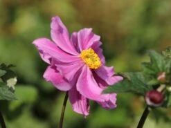Japan-Herbst-Anemone 'Königin Charlotte' -Günstiges Erd Seele Geschäft japan herbst anemone koenigin charlotte m010934 w 4