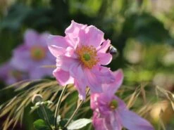 Japan-Herbst-Anemone 'Königin Charlotte' -Günstiges Erd Seele Geschäft japan herbst anemone koenigin charlotte m010934 w 5