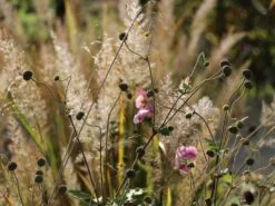 Japan-Herbst-Anemone 'Königin Charlotte' -Günstiges Erd Seele Geschäft japan herbst anemone koenigin charlotte m010934 w 7