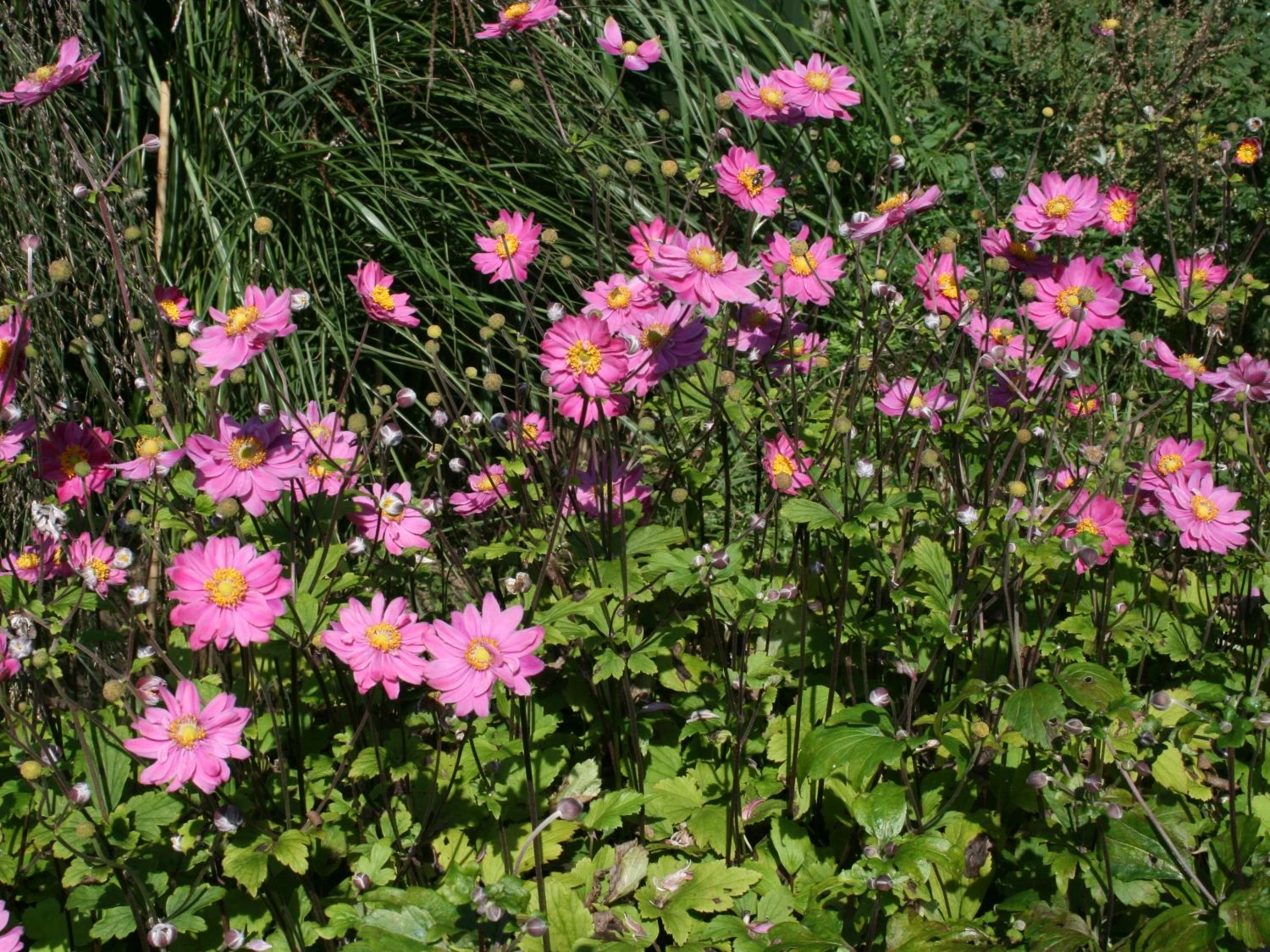 Japan-Herbst-Anemone 'Pamina' 4 Japan-Herbst-Anemone 'Pamina' – Bild 2