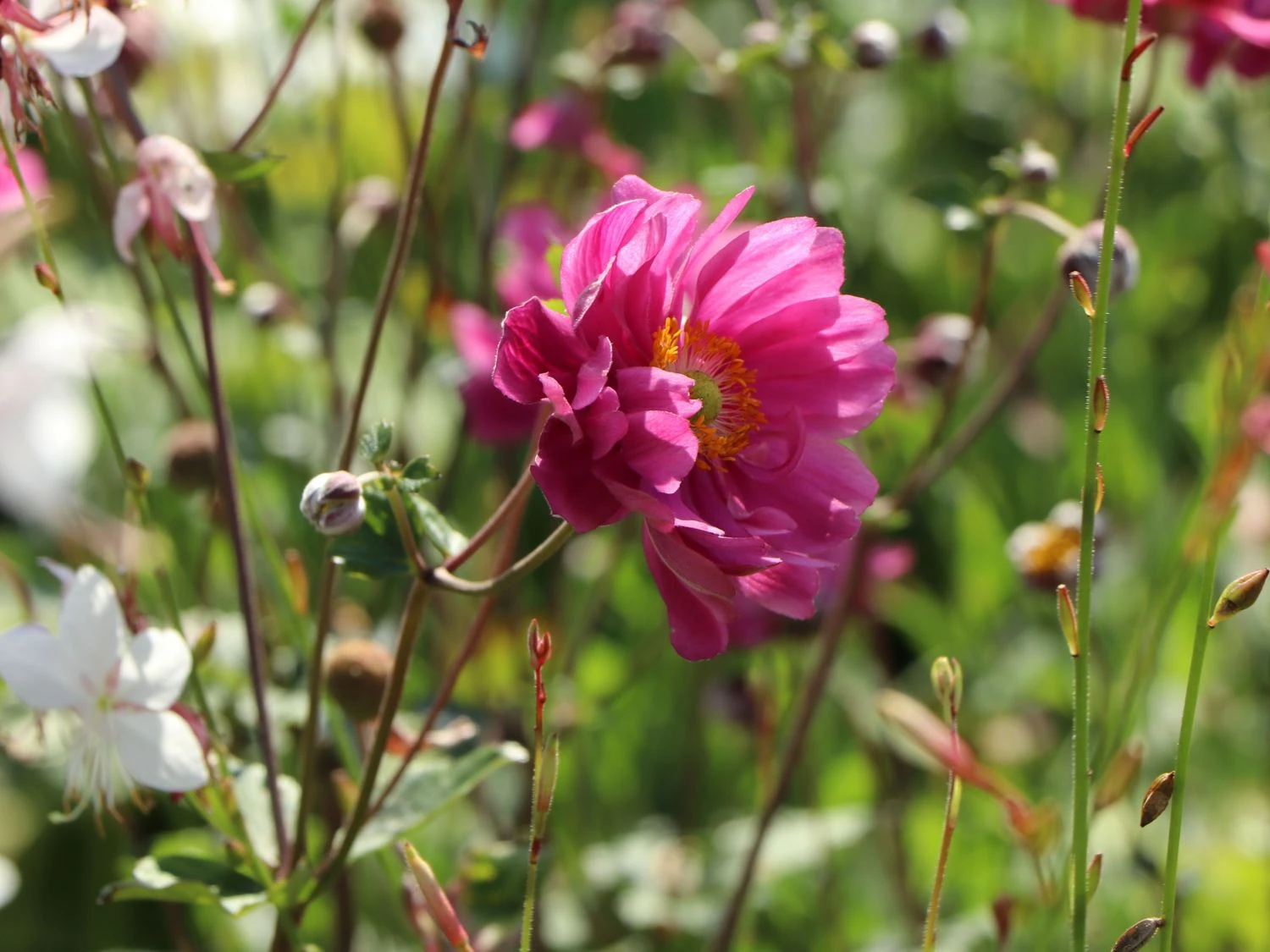 Japan-Herbst-Anemone 'Pamina' 9 Japan-Herbst-Anemone 'Pamina' – Bild 7