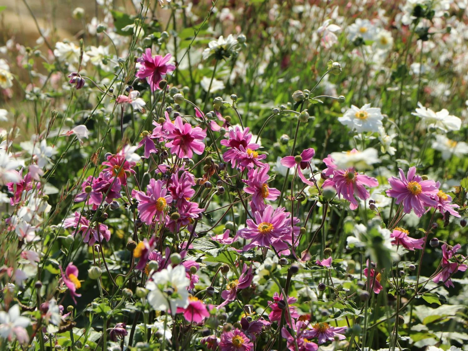 Japan-Herbst-Anemone 'Pamina' 10 Japan-Herbst-Anemone 'Pamina' – Bild 8