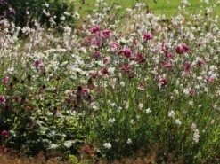 Japan-Herbst-Anemone 'Pamina' 26 Japan-Herbst-Anemone 'Pamina' -Günstiges Erd Seele Geschäft japan herbst anemone pamina m001565 w 12