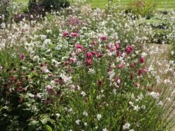 Japan-Herbst-Anemone 'Pamina' 24 Japan-Herbst-Anemone 'Pamina' -Günstiges Erd Seele Geschäft japan herbst anemone pamina m001565 w 2