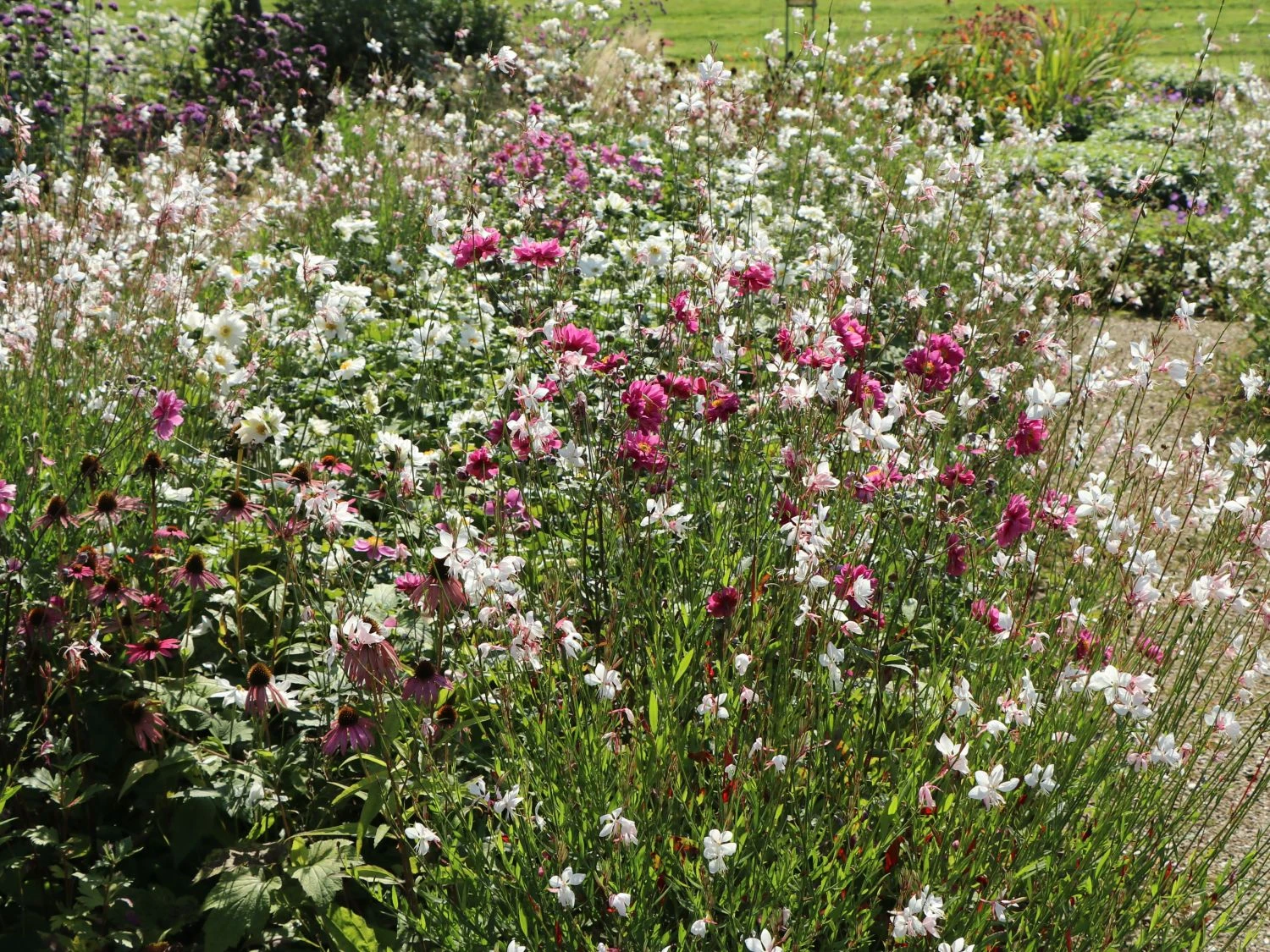 Japan-Herbst-Anemone 'Pamina' 11 Japan-Herbst-Anemone 'Pamina' – Bild 9