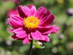 Japan-Herbst-Anemone 'Pamina' 29 Japan-Herbst-Anemone 'Pamina' -Günstiges Erd Seele Geschäft japan herbst anemone pamina m001565 w 3