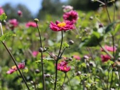 Japan-Herbst-Anemone 'Pamina' 27 Japan-Herbst-Anemone 'Pamina' -Günstiges Erd Seele Geschäft japan herbst anemone pamina m001565 w 4