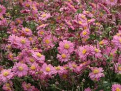 Japan-Herbst-Anemone 'Pamina' 28 Japan-Herbst-Anemone 'Pamina' -Günstiges Erd Seele Geschäft japan herbst anemone pamina m001565 w 5