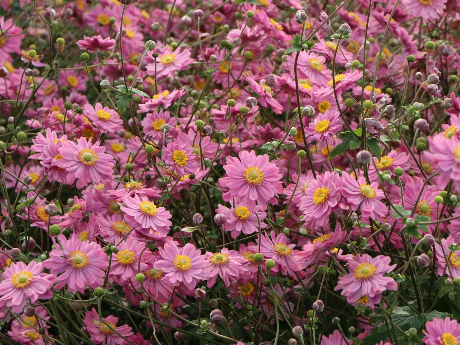 Japan-Herbst-Anemone 'Pamina' 15 Japan-Herbst-Anemone 'Pamina' – Bild 13