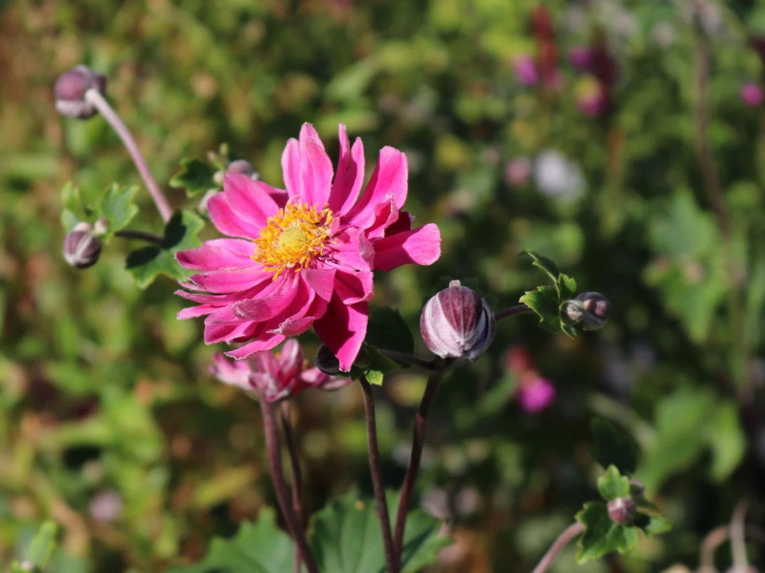 Japan-Herbst-Anemone 'Pamina' 7 Japan-Herbst-Anemone 'Pamina' – Bild 5