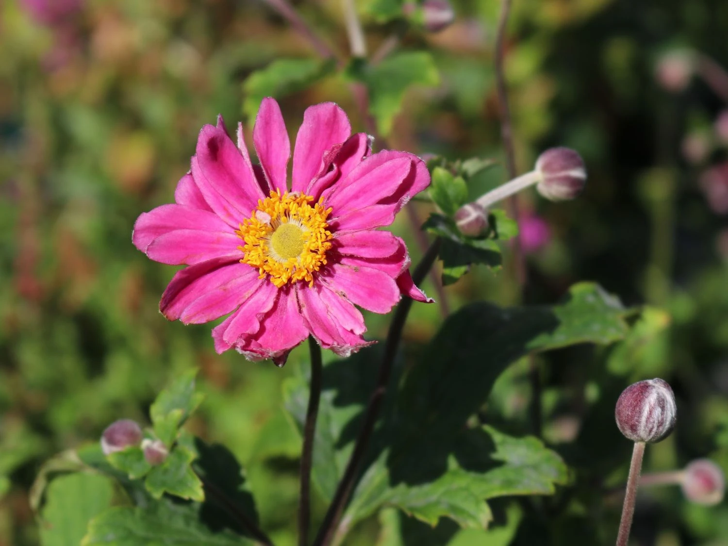 Japan-Herbst-Anemone 'Pamina' 6 Japan-Herbst-Anemone 'Pamina' – Bild 4