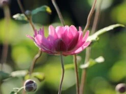 Japan-Herbst-Anemone 'Pamina' 18 Japan-Herbst-Anemone 'Pamina' -Günstiges Erd Seele Geschäft japan herbst anemone pamina m001565 w 8