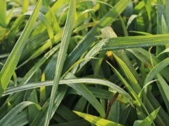 Japan Segge 'Bunny Blue' -Günstiges Erd Seele Geschäft japan segge bunny blue m058062 w 0