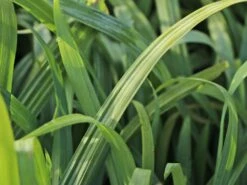 Japan Segge 'Bunny Blue' -Günstiges Erd Seele Geschäft japan segge bunny blue m058062 w 1