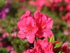 Japanische Azalee 'Allotria' 13 Japanische Azalee 'Allotria' -Günstiges Erd Seele Geschäft japanische azalee allotria m003374 w 0