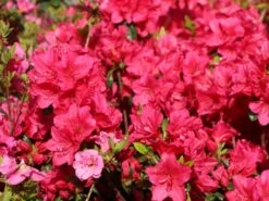 Japanische Azalee 'Allotria' 12 Japanische Azalee 'Allotria' -Günstiges Erd Seele Geschäft japanische azalee allotria m003374 w 1
