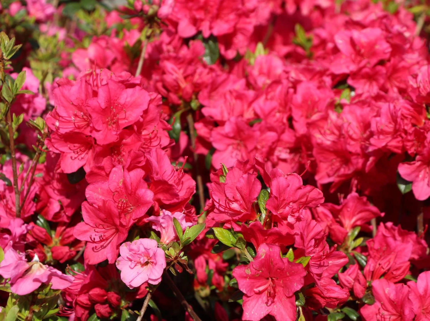 Japanische Azalee 'Allotria' 6 Japanische Azalee 'Allotria' – Bild 4