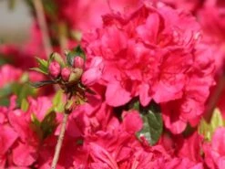 Japanische Azalee 'Allotria' 11 Japanische Azalee 'Allotria' -Günstiges Erd Seele Geschäft japanische azalee allotria m003374 w 2