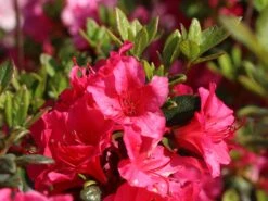 Japanische Azalee 'Allotria' 15 Japanische Azalee 'Allotria' -Günstiges Erd Seele Geschäft japanische azalee allotria m003374 w 3