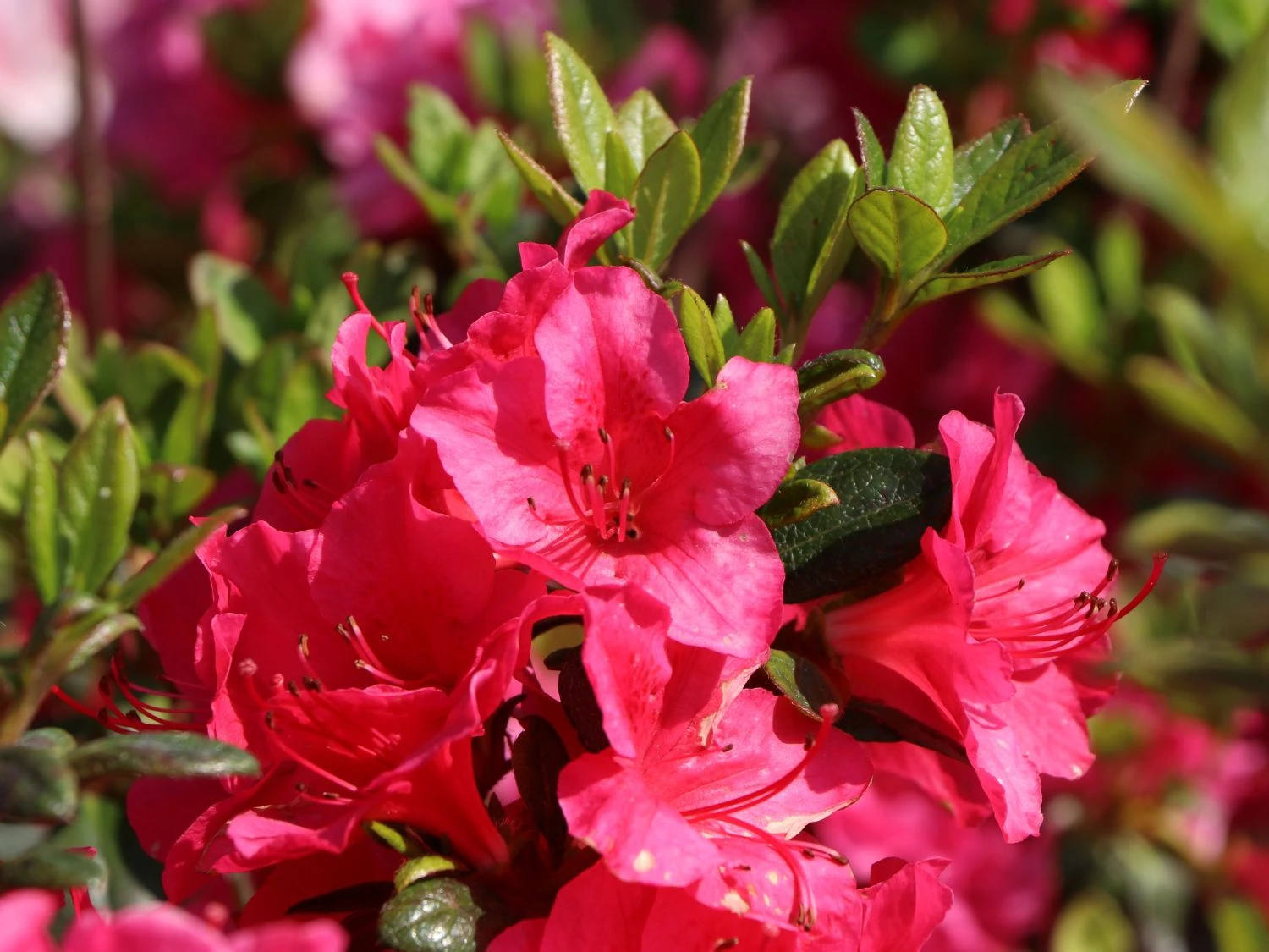 Japanische Azalee 'Allotria' 9 Japanische Azalee 'Allotria' – Bild 7