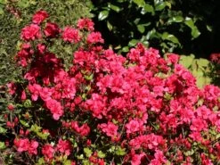 Japanische Azalee 'Allotria' 14 Japanische Azalee 'Allotria' -Günstiges Erd Seele Geschäft japanische azalee allotria m003374 w 4