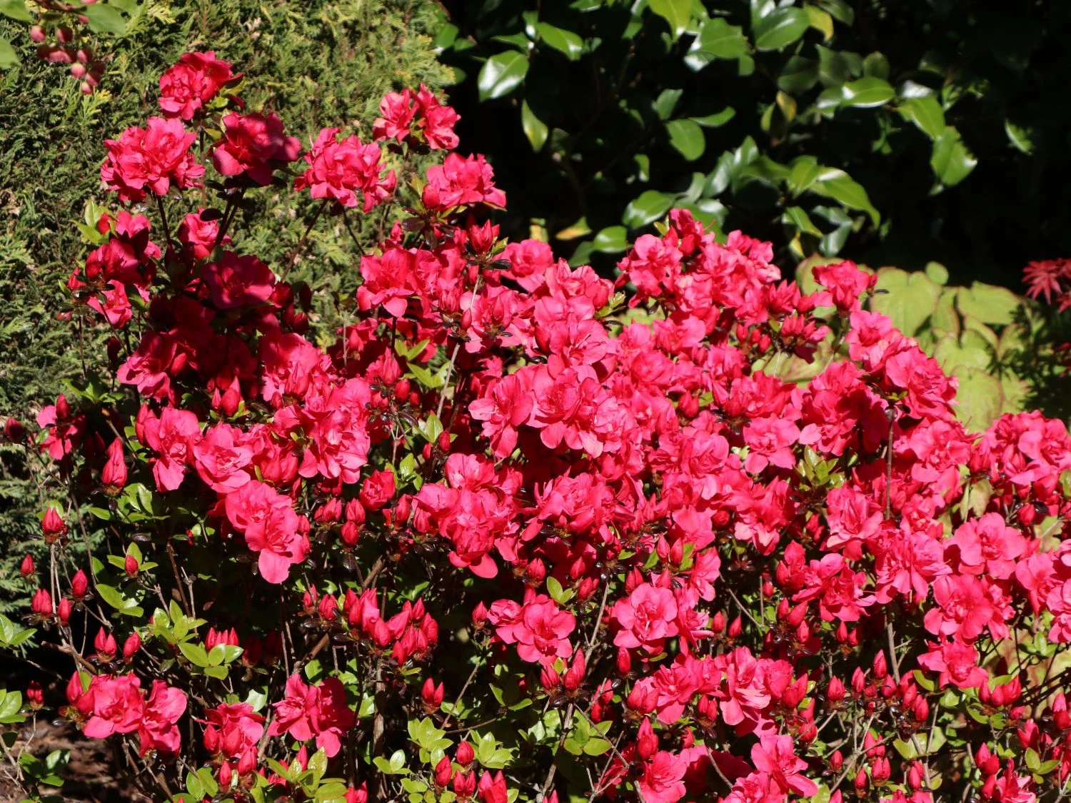 Japanische Azalee 'Allotria' 8 Japanische Azalee 'Allotria' – Bild 6