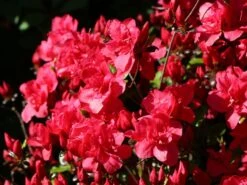 Japanische Azalee 'Allotria' 10 Japanische Azalee 'Allotria' -Günstiges Erd Seele Geschäft japanische azalee allotria m003374 w 5