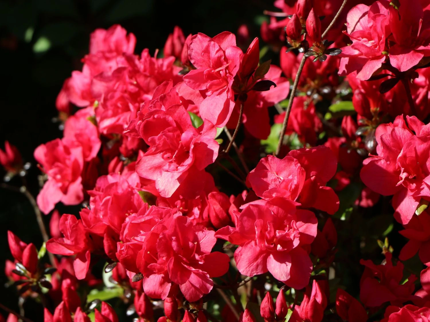 Japanische Azalee 'Allotria' 4 Japanische Azalee 'Allotria' – Bild 2