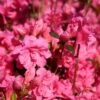 Japanische Azalee 'Babuschka' ® 1 Japanische Azalee 'Babuschka' ® -Günstiges Erd Seele Geschäft japanische azalee babuschka m004084 h 0