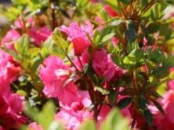 Japanische Azalee 'Babuschka' ® -Günstiges Erd Seele Geschäft japanische azalee babuschka m004084 w 1