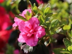 Japanische Azalee 'Babuschka' ® -Günstiges Erd Seele Geschäft japanische azalee babuschka m004084 w 2