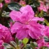 Japanische Azalee Bloom Champion (Fuchsia) -Günstiges Erd Seele Geschäft japanische azalee bloom champion fuchsia m123587 h 0