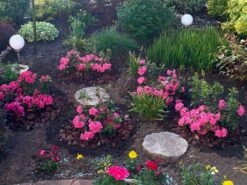 Japanische Azalee Bloom Champion (Pink) 19 Japanische Azalee Bloom Champion (Pink) -Günstiges Erd Seele Geschäft japanische azalee bloom champion pink m117446 1366266 0