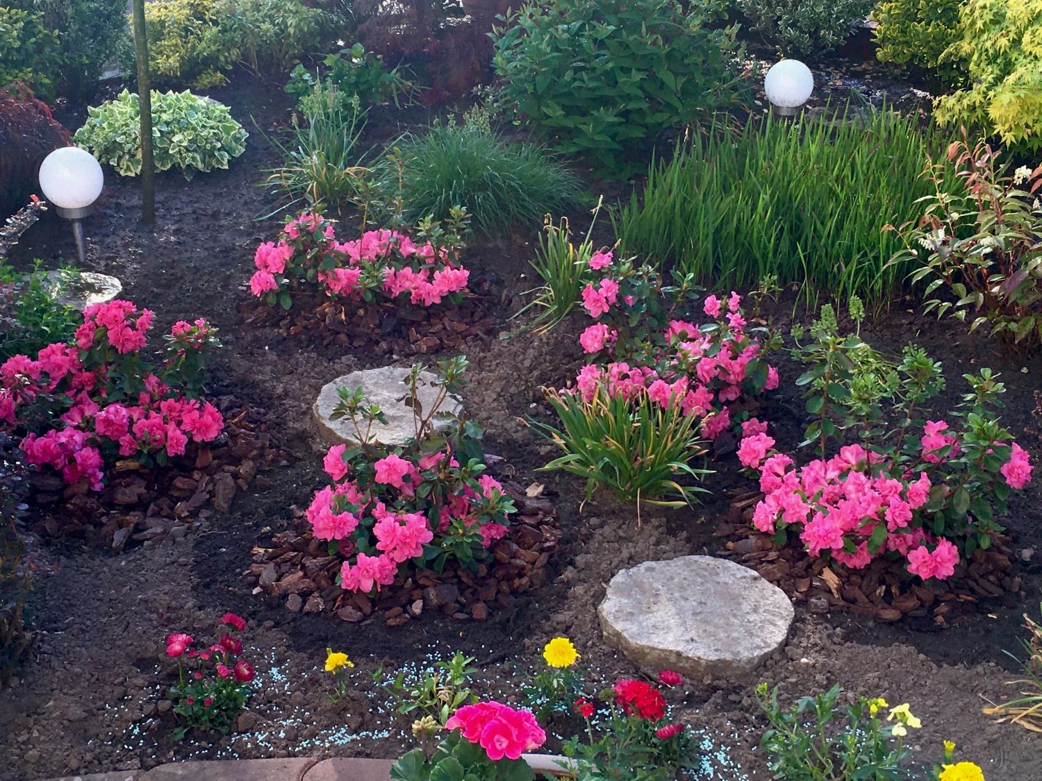 Japanische Azalee Bloom Champion (Pink) 11 Japanische Azalee Bloom Champion (Pink) – Bild 9