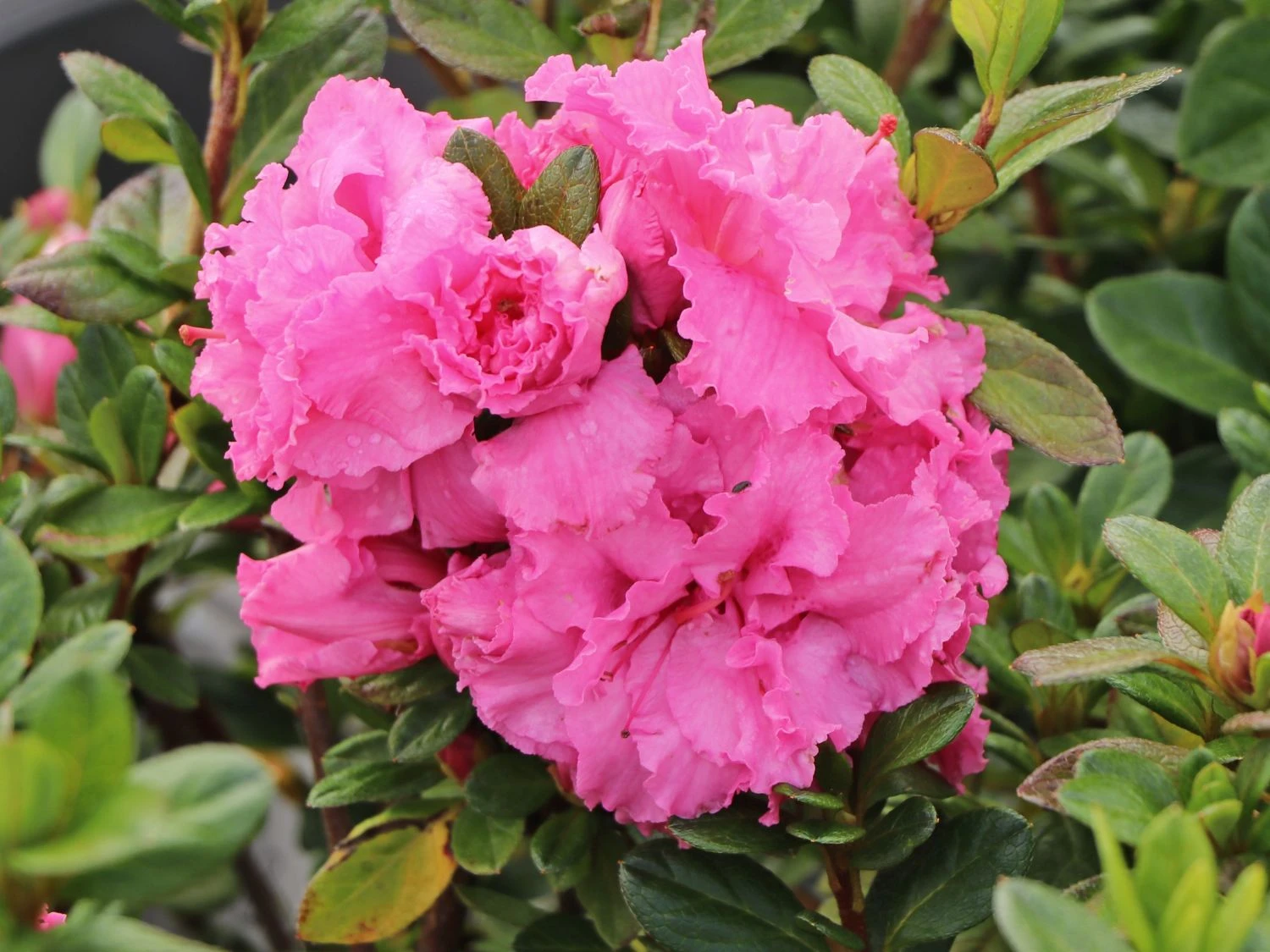 Japanische Azalee Bloom Champion (Pink) 9 Japanische Azalee Bloom Champion (Pink) – Bild 7